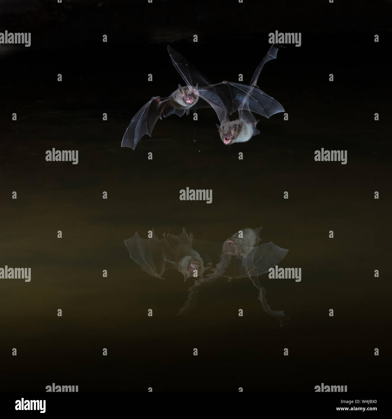 Vampire bats caves hi-res stock photography and images - Alamy