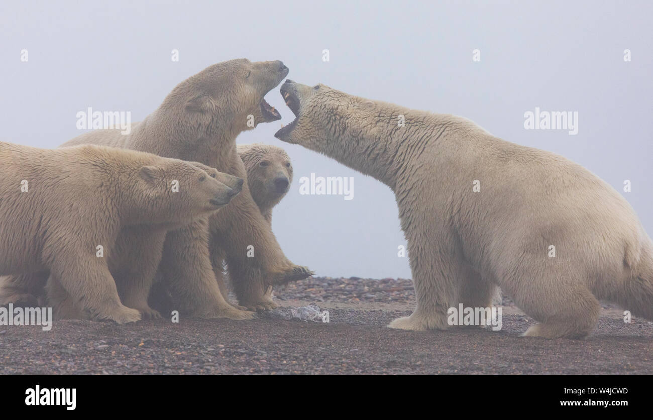 Polar Bears.  Kaktovik, Alaska. Stock Photo