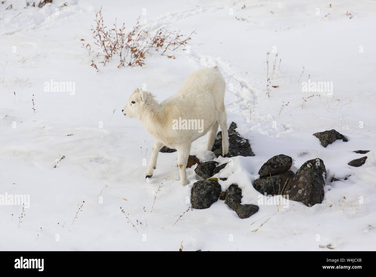 Dall Sheep lamb in Atigun Pass in the  Brooks Range, Alaska Stock Photo
