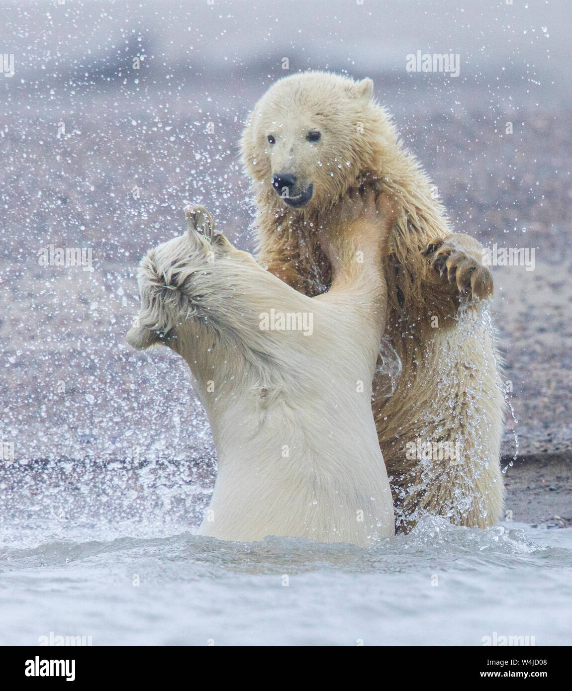 Polar bears at play.  Kaktovik, Alaska. Stock Photo