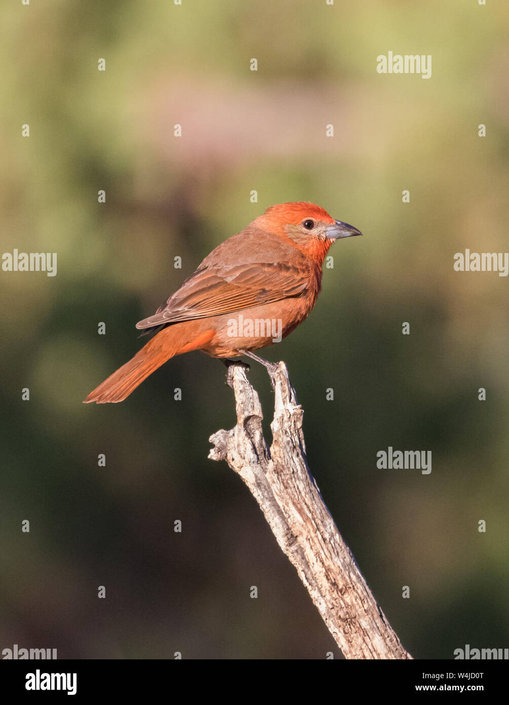 Hepatic Tanager Stock Photo