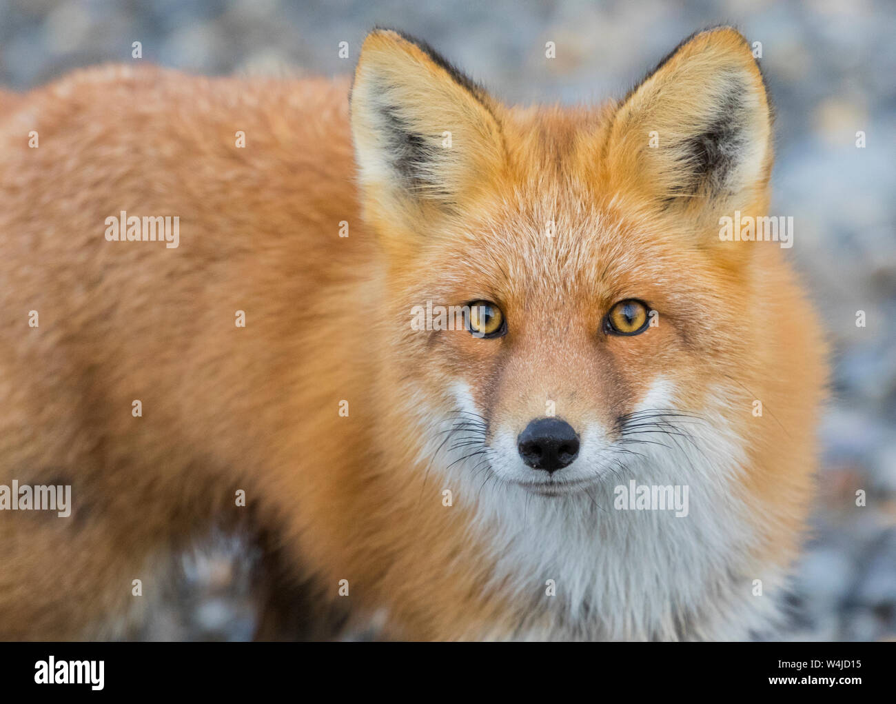Red Fox.  Brooks Range, Alaska. Stock Photo