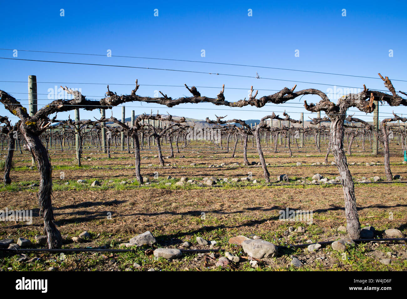 These grape vines have had their winter prune and are tied ready for