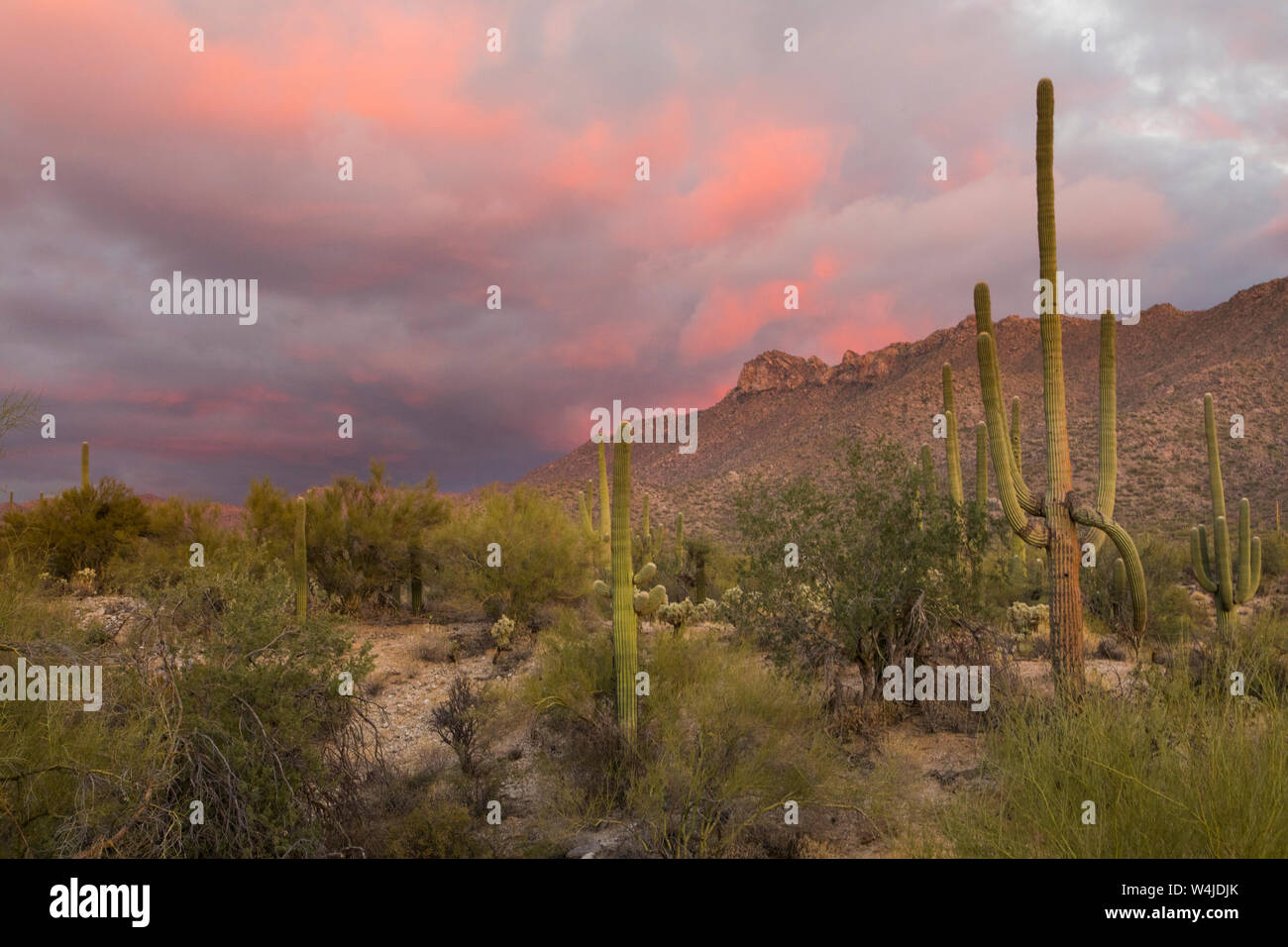 Sonoran Desert sunset, Arizona. Stock Photo