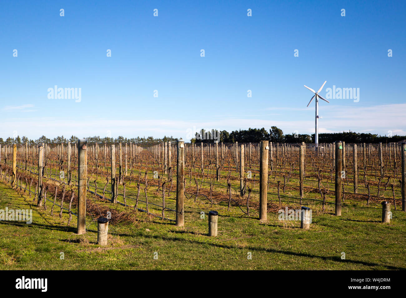 These grape vines have had their winter prune and are tied ready for