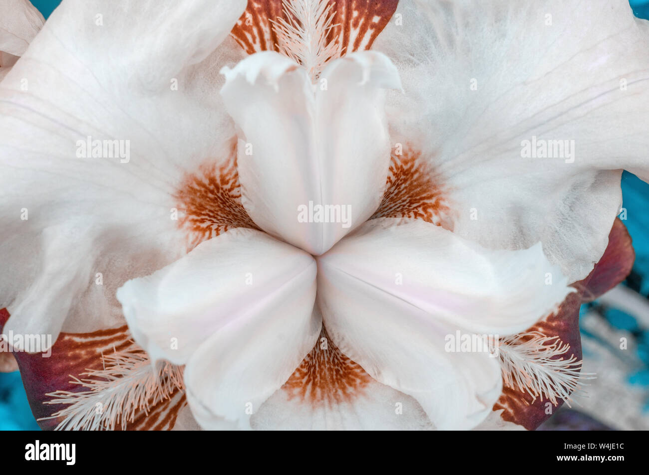 Abstract plant background from the core of a brown iris flower. Close-up, macro photography Stock Photo