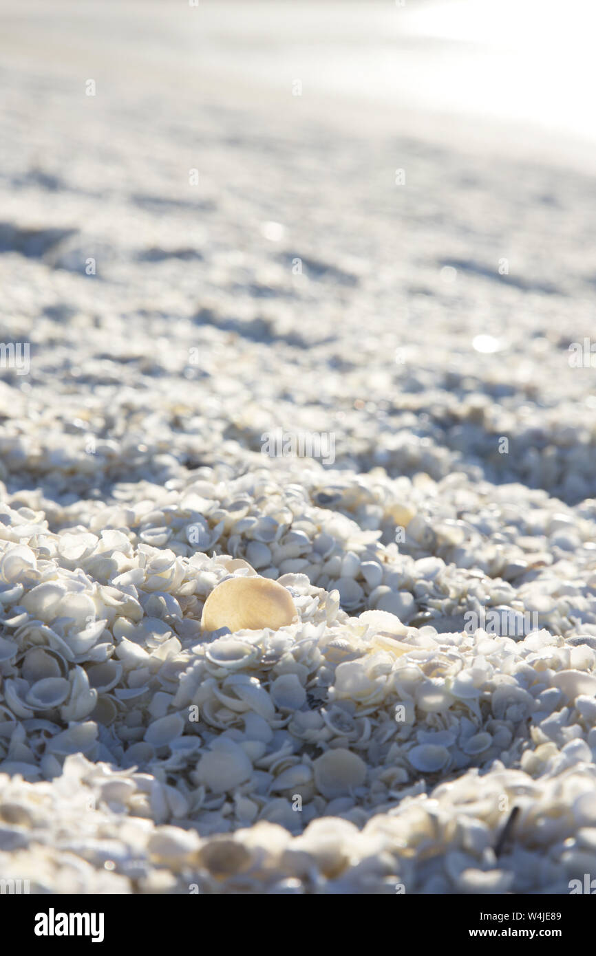 Shell Beach on World Heritage Drive in Western Australia is composed, not of sand, but of cockle shells. Stock Photo