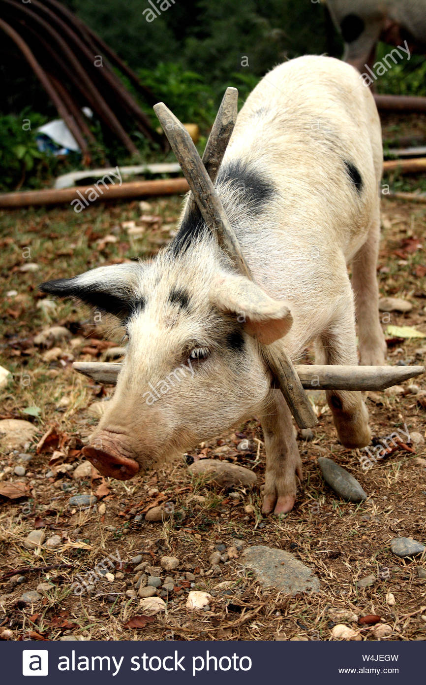 Gilt Pig High Resolution Stock Photography And Images Alamy