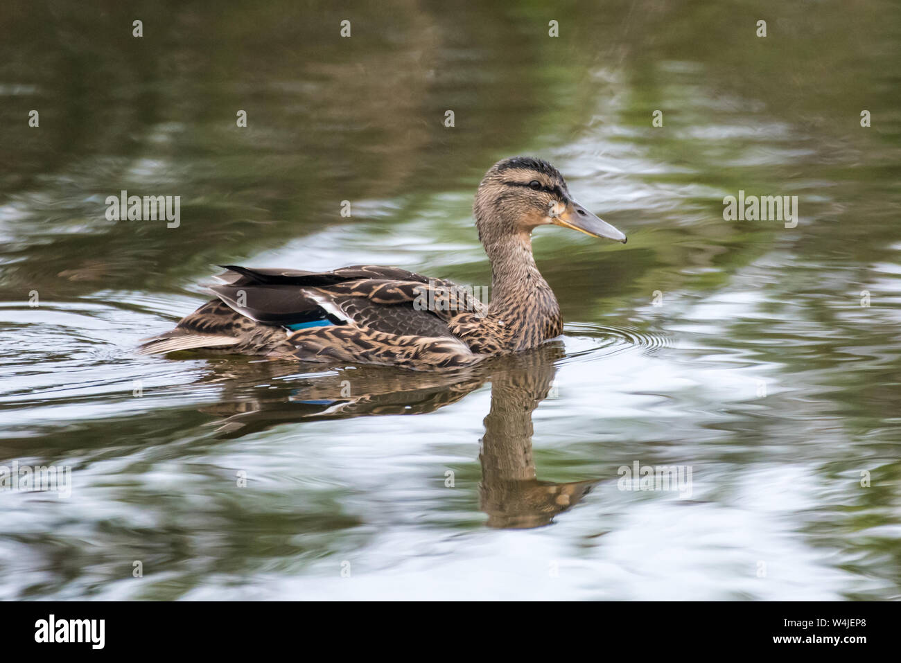 Blue Winged Teal Duck casting a reflection on estuary water surface while remaining afloat. Stock Photo