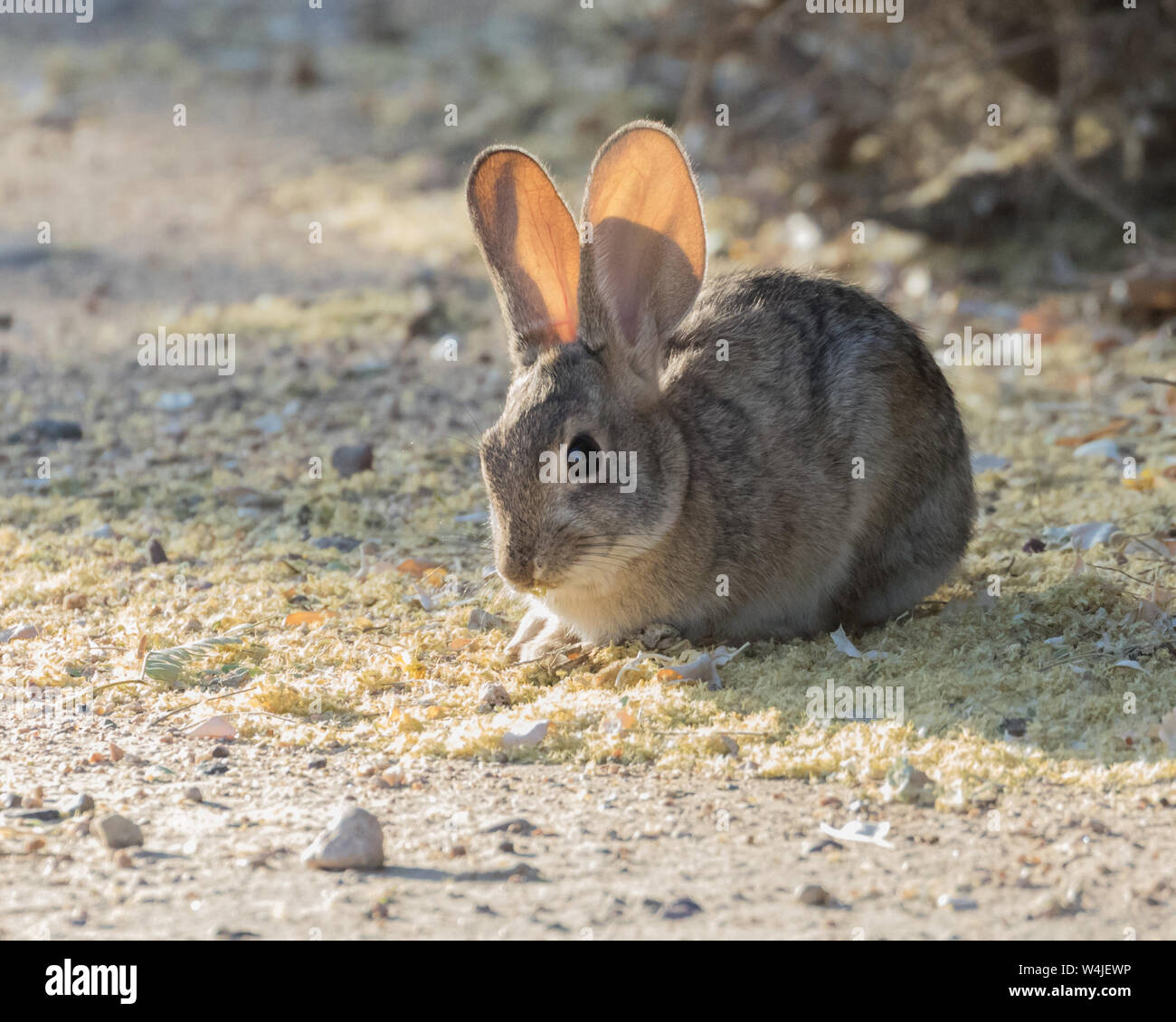 Desert Cottontail in Arizona Stock Photo - Alamy