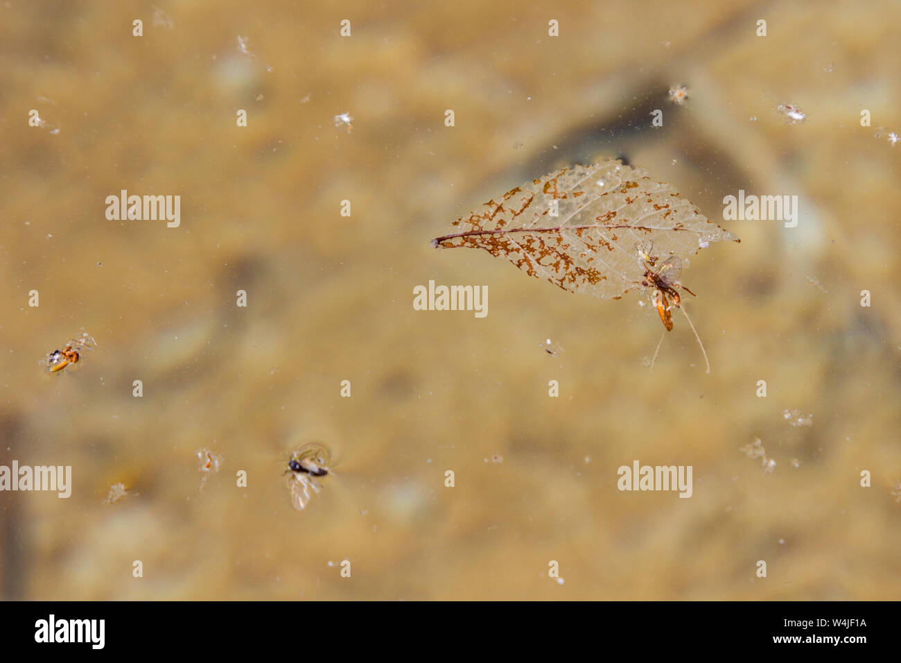 Water surface with decomposing leaf and insects in park pool Stock Photo