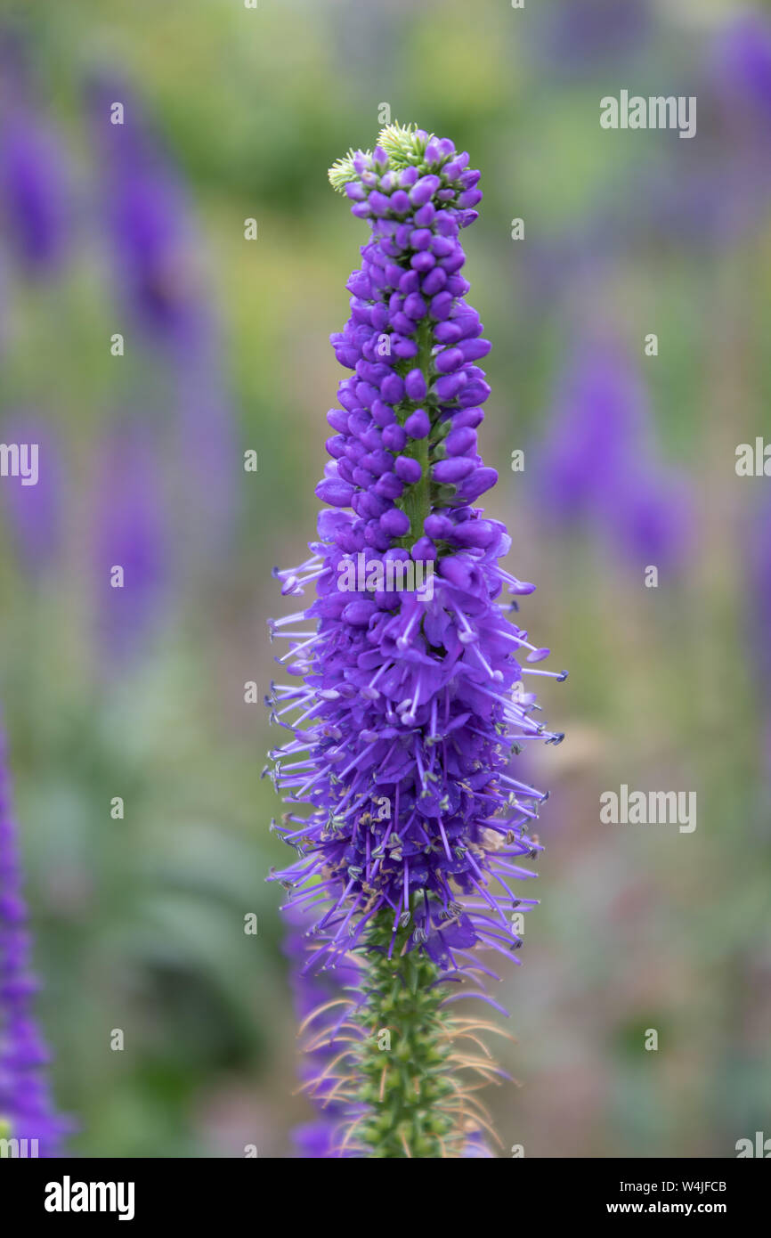 Veronica Plant High Resolution Stock Photography and Images Alamy