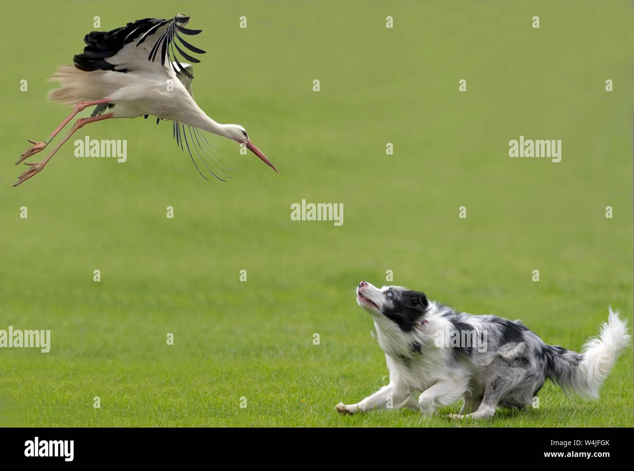 Digital Composing, White stork (Ciconia ciconia) attacks dog, Germany Stock Photo