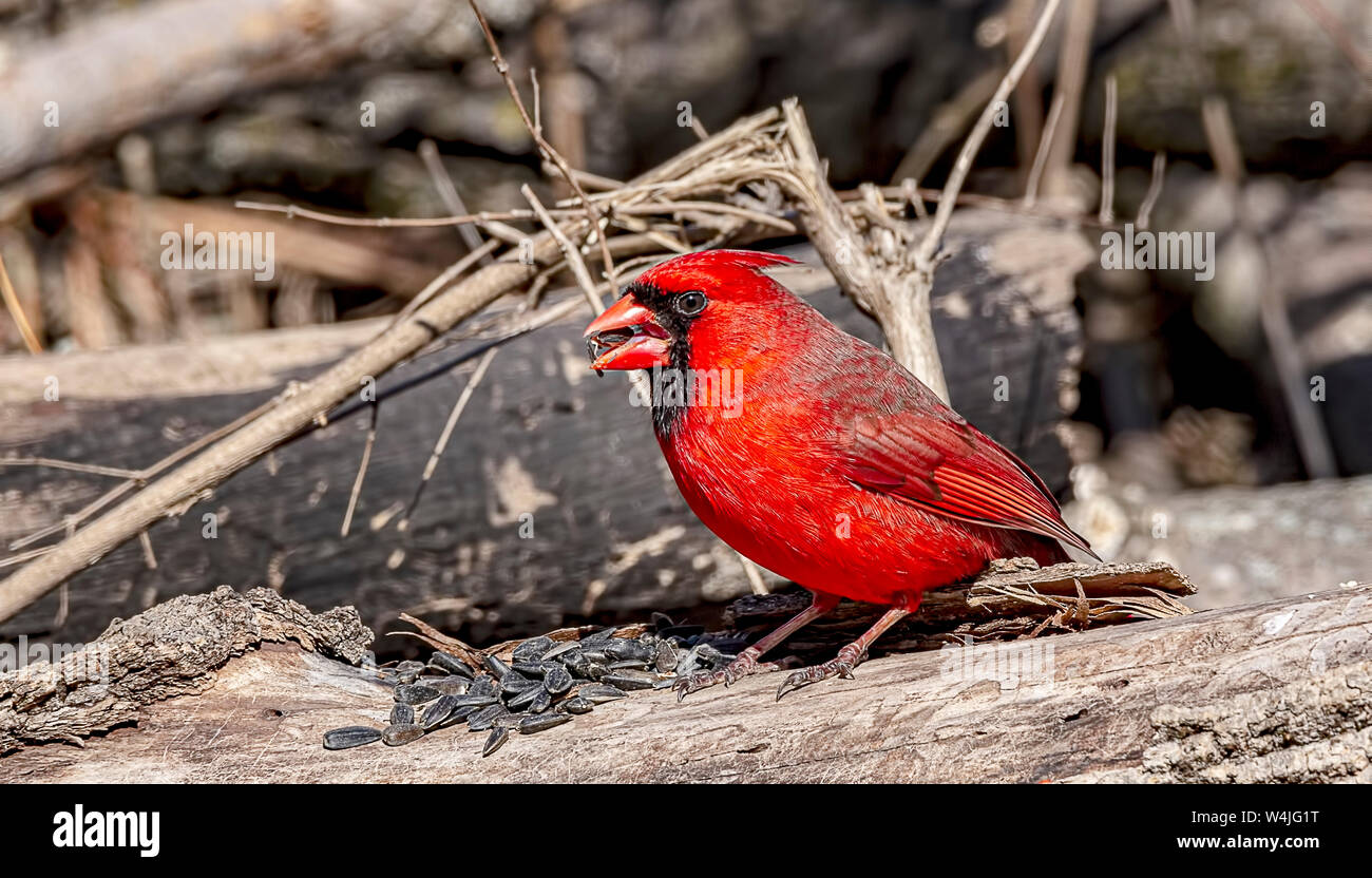 A beautiful male northern cardinal having a snack in the forest Stock ...