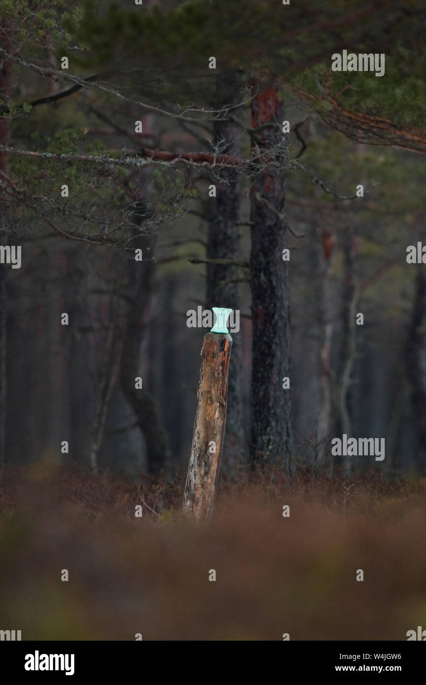 Mineral salt lick for moose Stock Photo Alamy