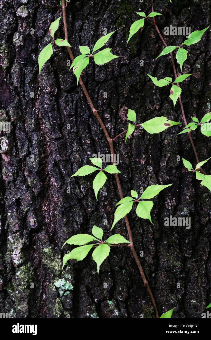 Vines growing up a Live Oak tree in Foley, Alabama, USA Stock Photo