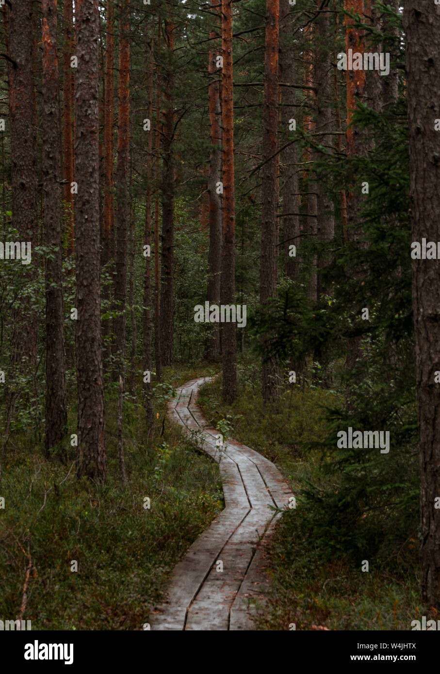 Plank way leading through a pine tree forest in Latvia. Stock Photo