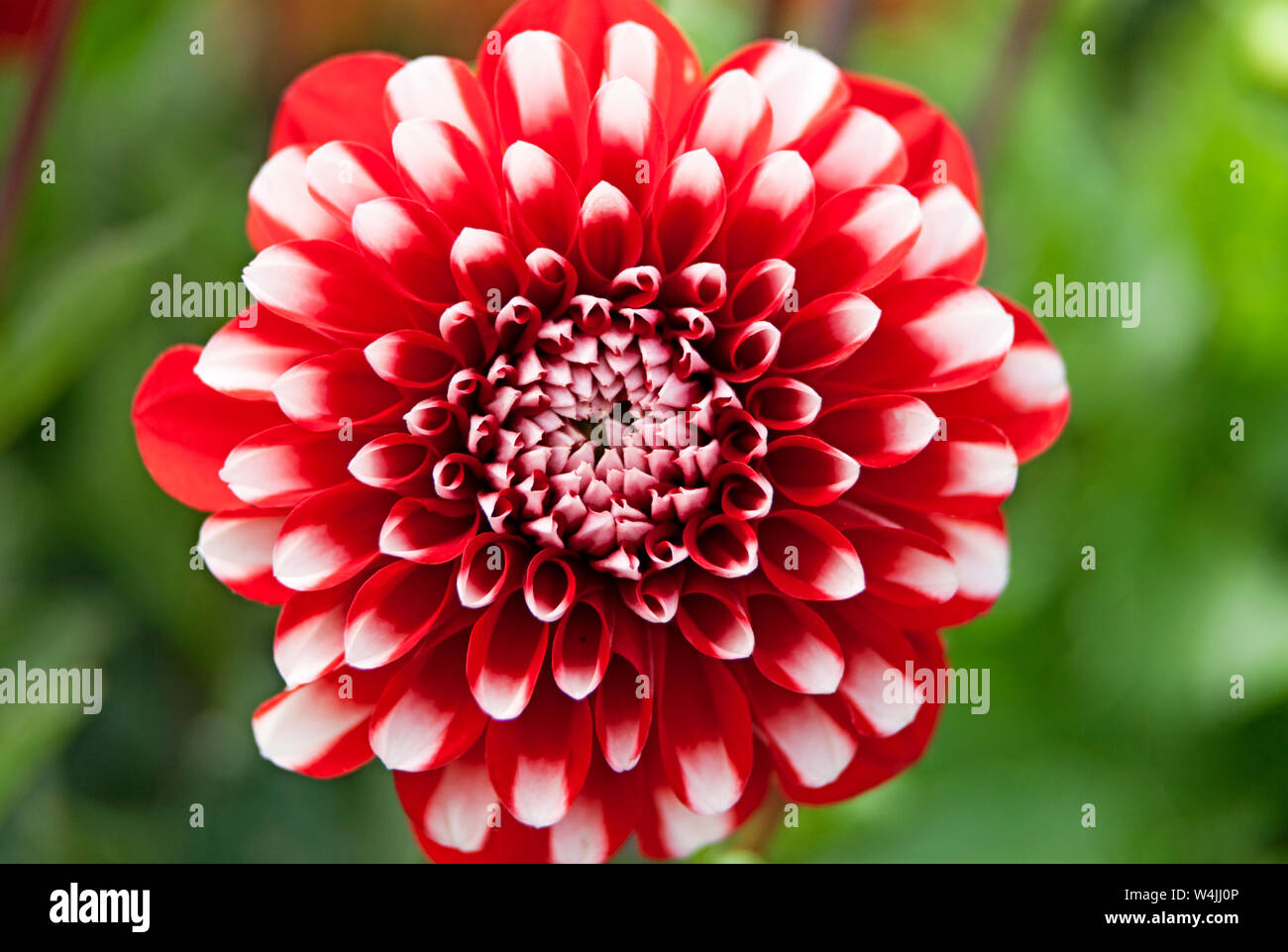 macro image on red and white flower Stock Photo