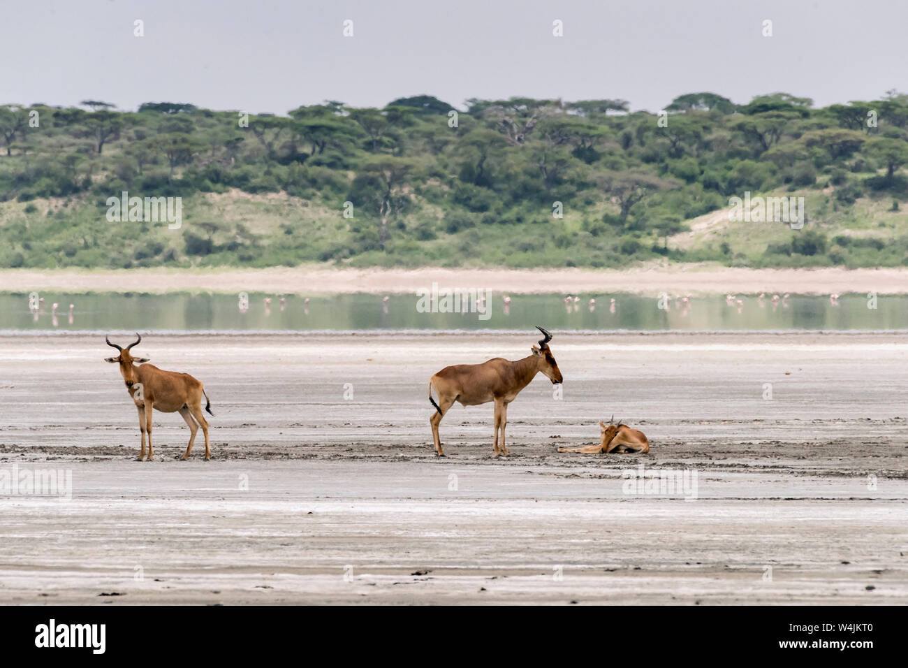 Kongoni High Resolution Stock Photography And Images Alamy kongoni-high-resolution-stock-photography-and-images-alamy