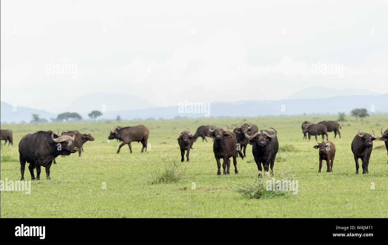 Mixed sizes of Cape buffalo on spring grass, Grumeti Game Reserve, Serengeti, Tanzania Stock Photo