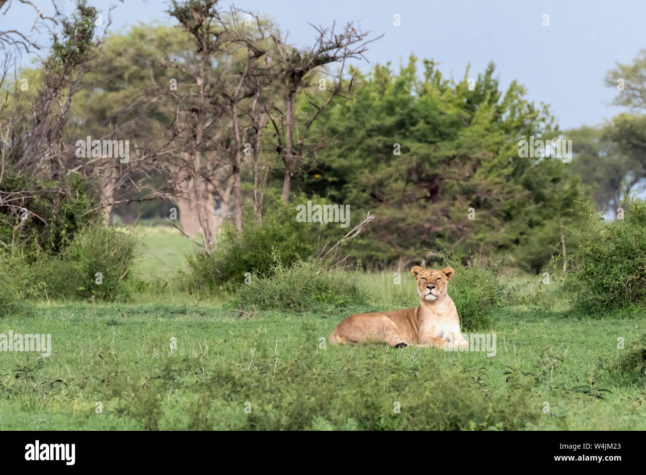 Alert female lion, Grumeti Game Reserve, Serengeti, Tanzania Stock Photo