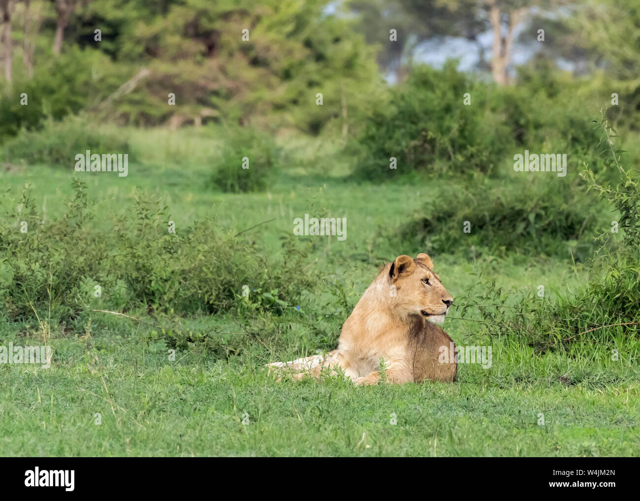 Young male lion keeping watch in fresh grass, Grumeti Game Reserve, Serengeti, Tanzania Stock Photo