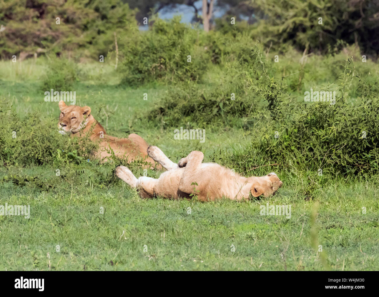 One lion relaxing while the other keeps watch, Grumeti Game Reserve, Serengeti, Tanzania Stock Photo