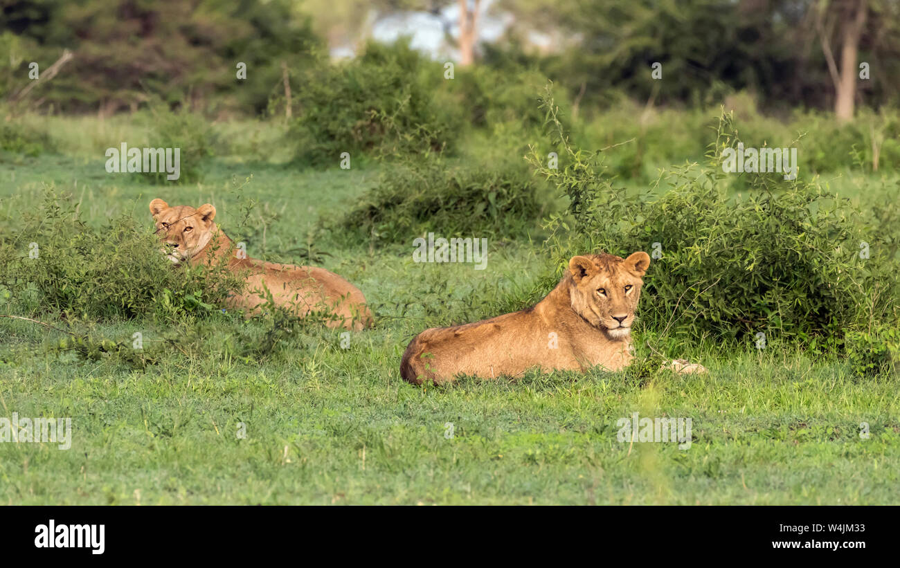 Pair of lions watching closely as we try to dig out safari vehicle out of the mud, Grumeti Game Reserve, Serengeti Stock Photo