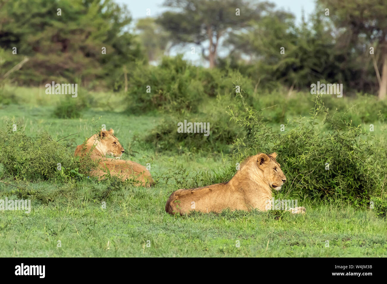 Flies on the heads of male and female lions in the fresh grass, Grumeti Game Reserve, Serengeti, Tanzania Stock Photo