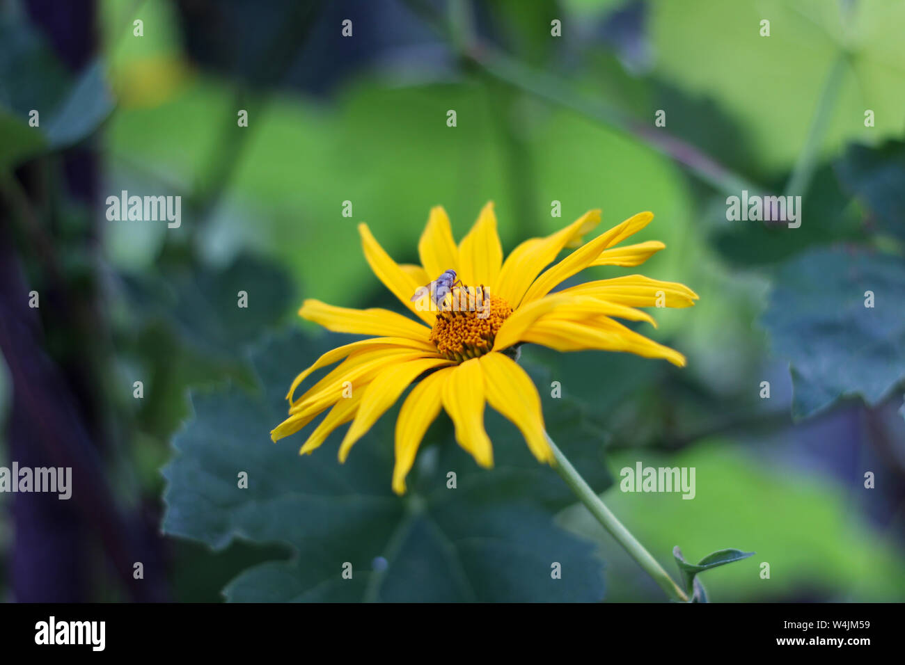 yellow flowers like daisies with insect on a green blurred background. Close up Doronicum flowering plants Stock Photo