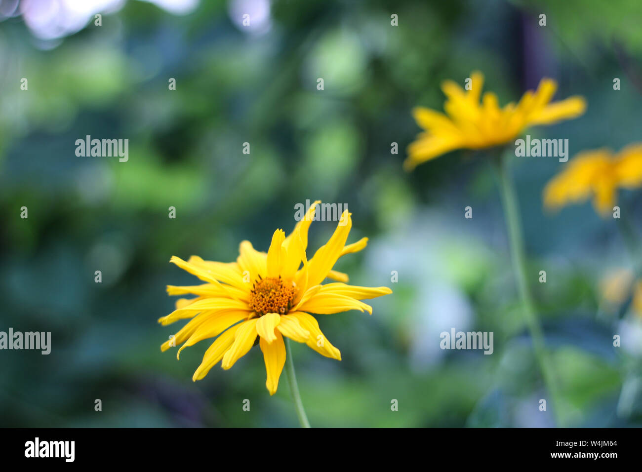 yellow flowers like daisies on a green blurred background. Close up Doronicum flowering plants Stock Photo