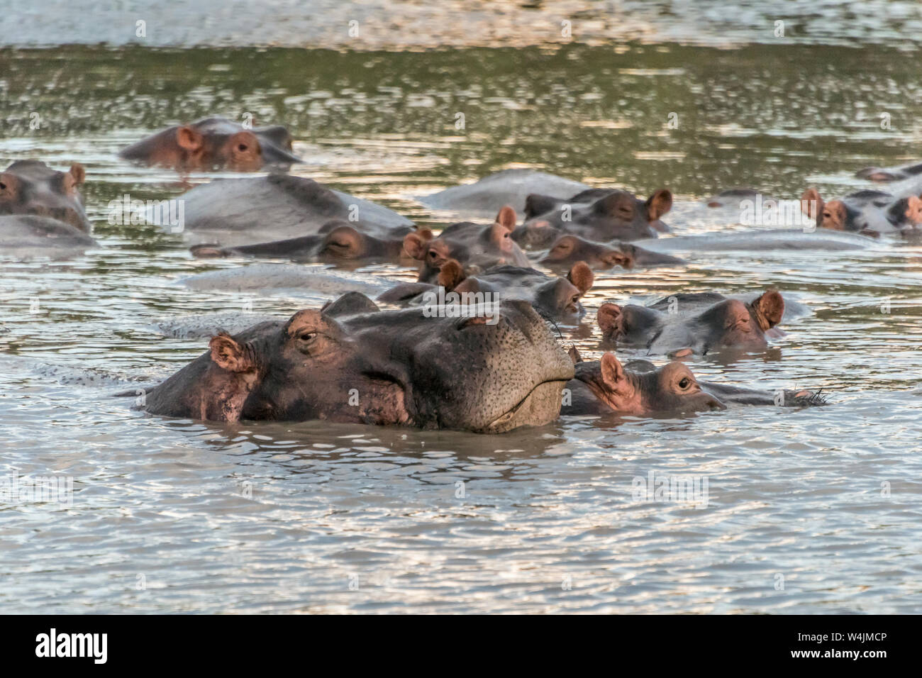 Big old hippo with huge nose, Hippo Pool, Grumeti Serenget Tented Camp, Tanzania Stock Photo