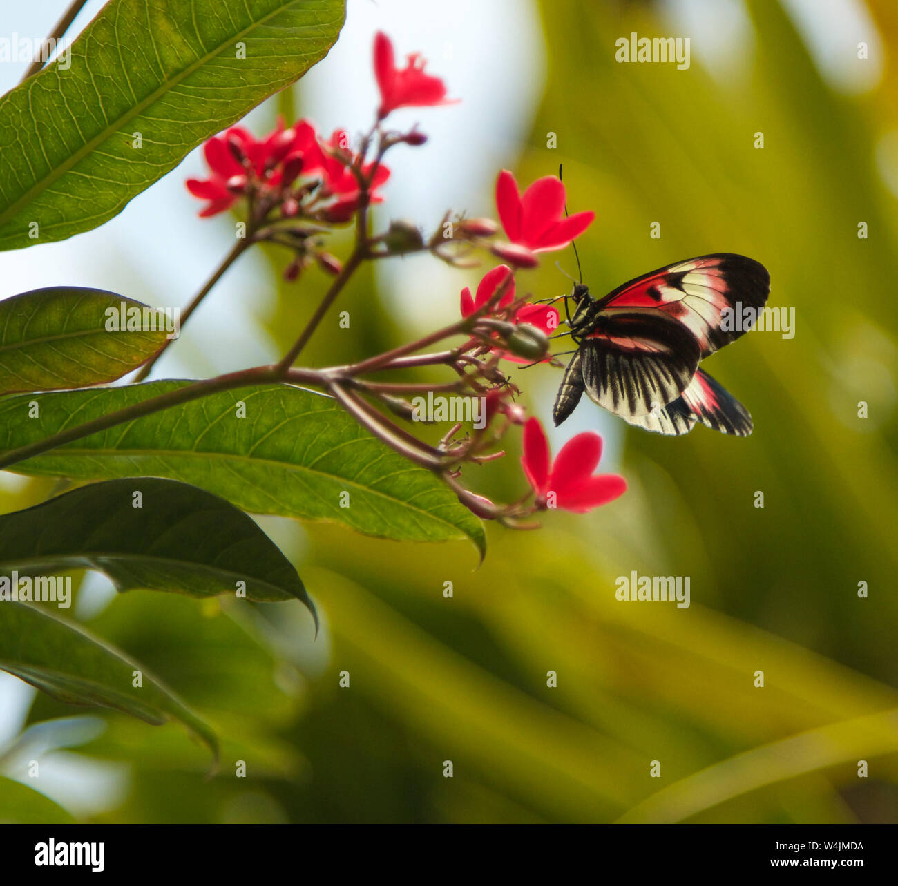 Insect colorful flowers nature hi-res stock photography and images - Alamy