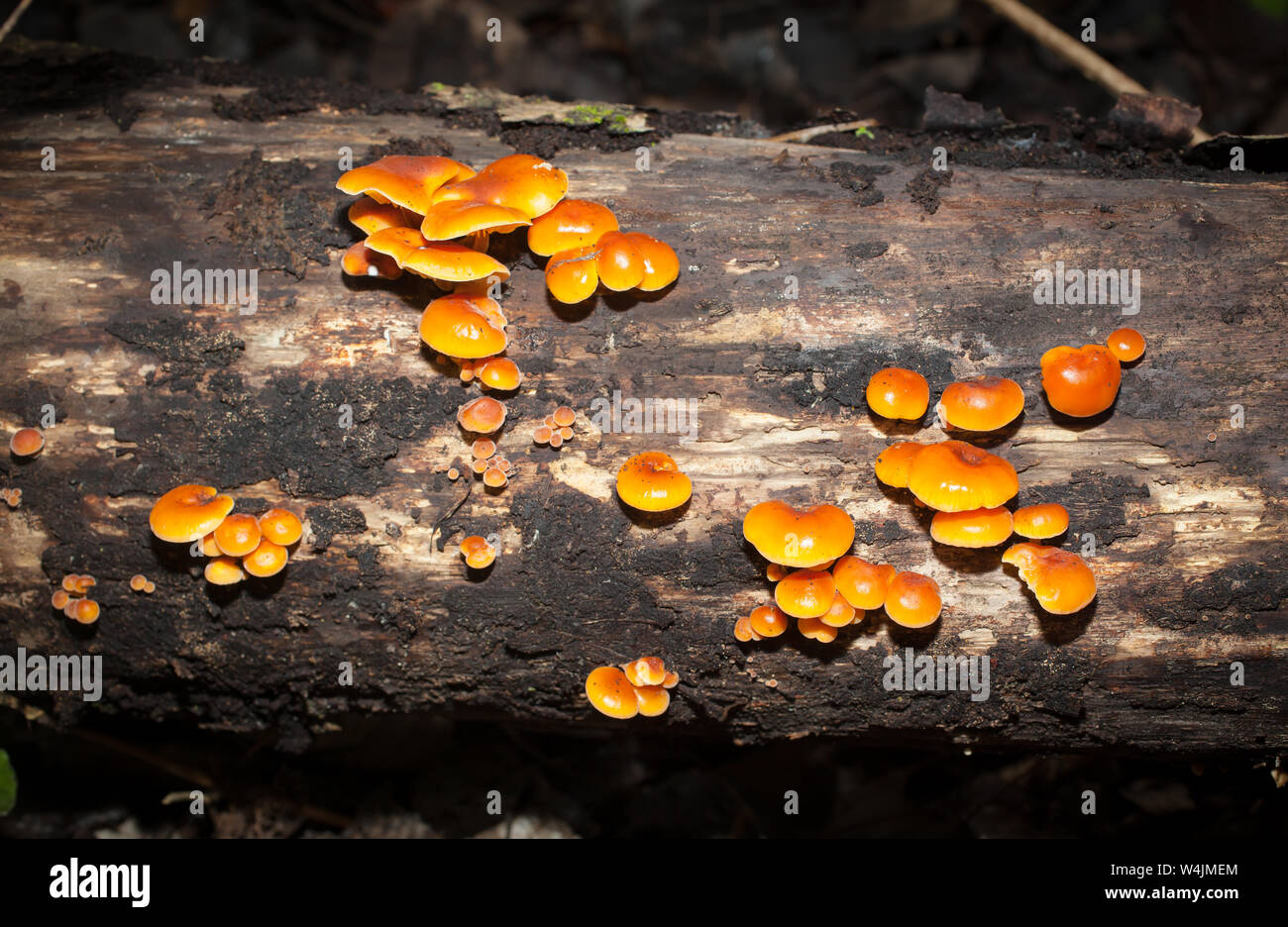 Velvet Shank edible mushrooms (Flammulina velutipes), a highly regarded mushroom. Stock Photo