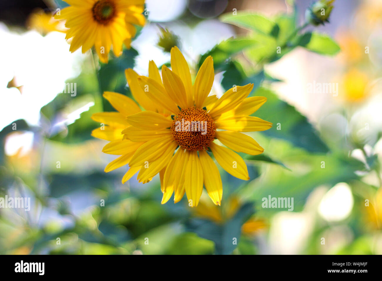 orange-yellow flowers at sunset. Similar to daisy flowers on a blurred background with bokeh. Stock Photo