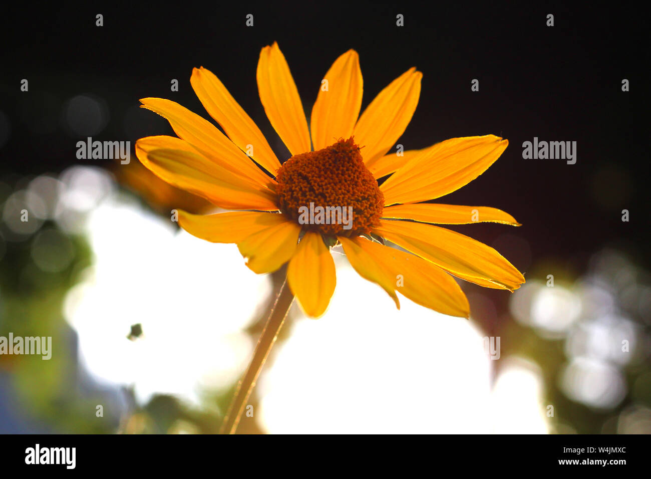 orange-yellow flowers at sunset. Similar to daisy flowers on a blurred background with bokeh. Stock Photo