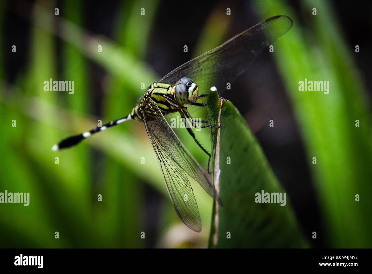 A dragonfly resting on the plant branches in a close-up picture Stock ...