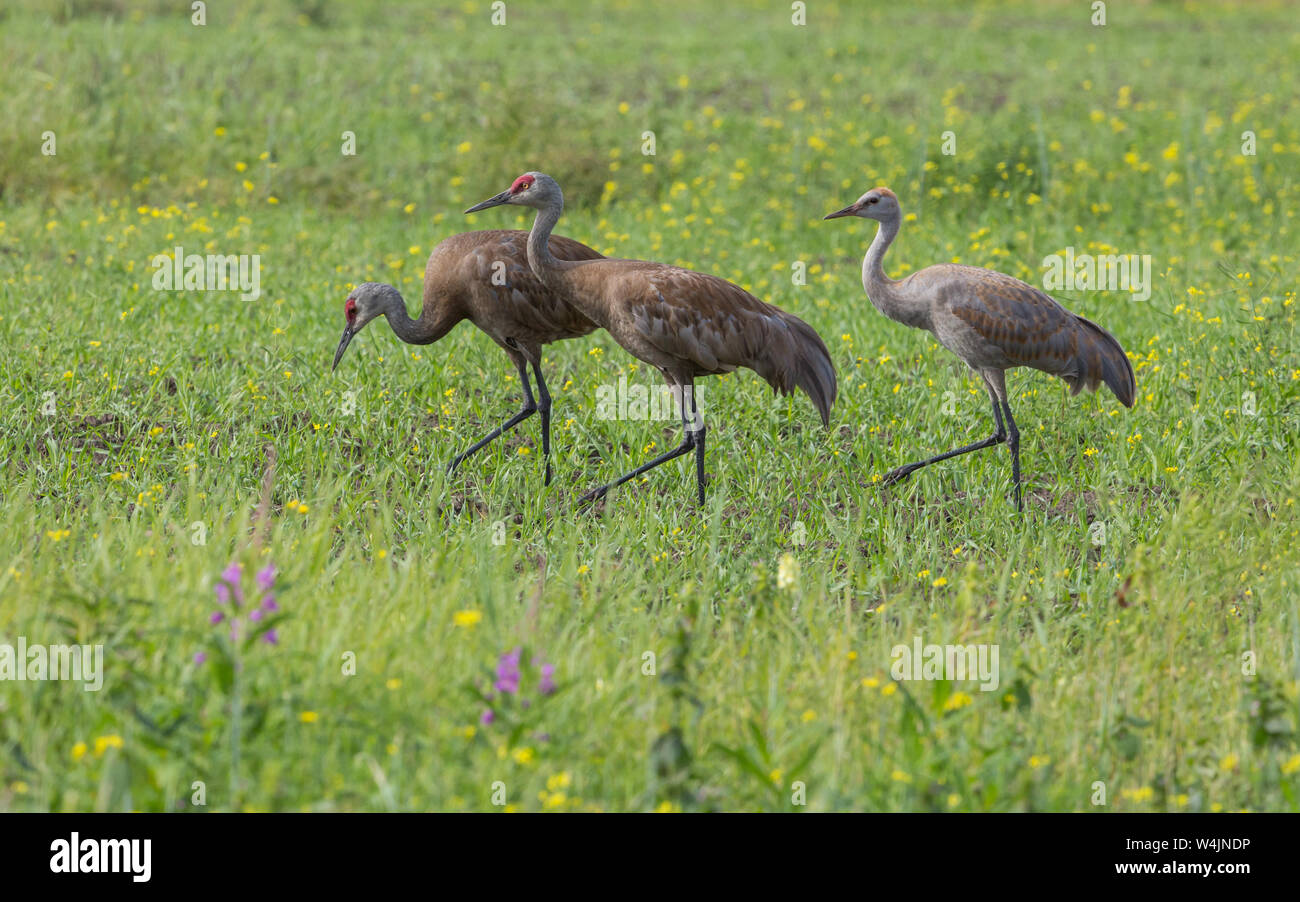 Lesser Sandhill Crane Family at Creamer's Field in Alaska Stock Photo