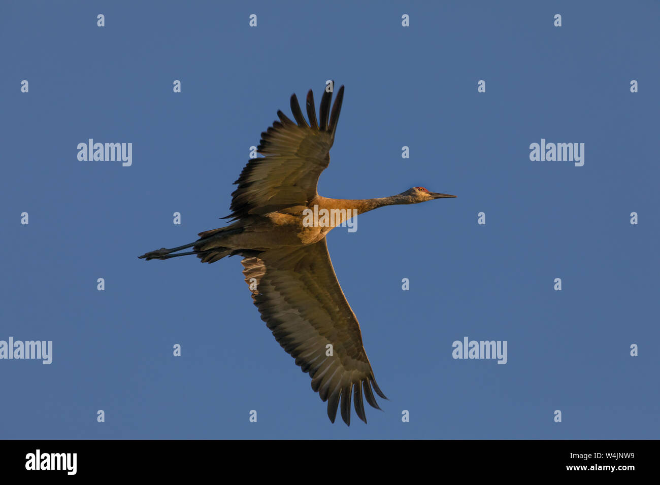 Lesser Sandhill Crane Flying Stock Photo