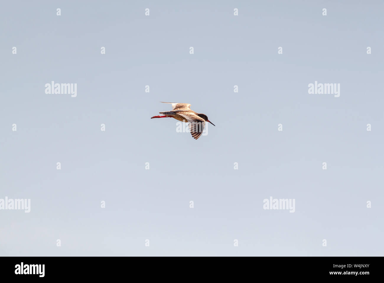 Common redshank flying On the coast of the Bothnian Bay Stock Photo