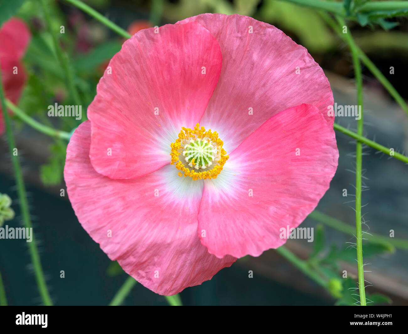 Pink Poppy Wildflower Stock Photo Alamy