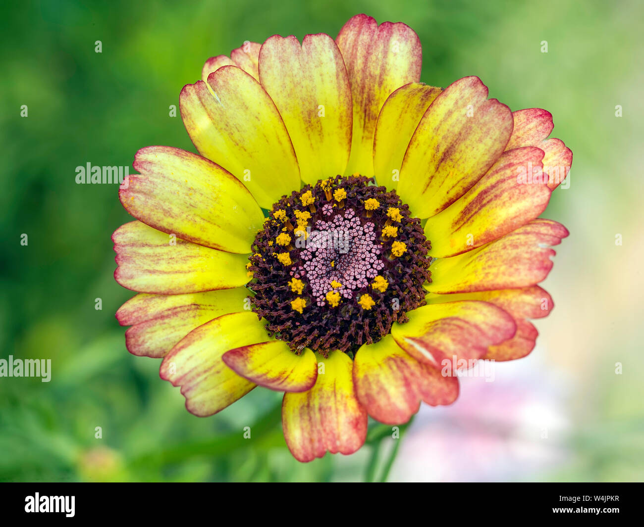 Wildflower Closeup Stock Photo