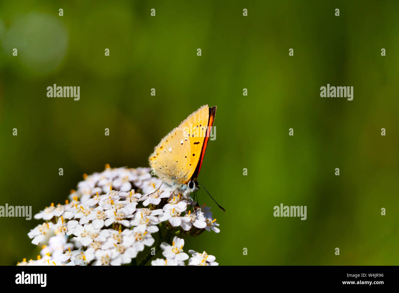 brilliant golden wing butterfly (Lycaena virgaureae) Stock Photo