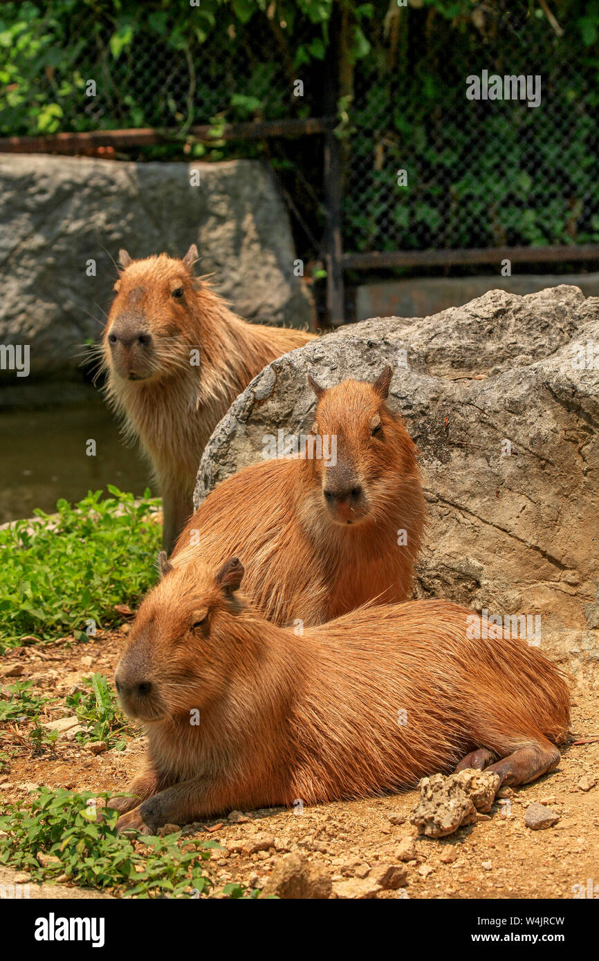 Three adult members of a Capybara group, Hydrochoerus hydrochaeris, lounge in the sunshine at the Chiang Mai Zoo in Northrn Thailand. Stock Photo
