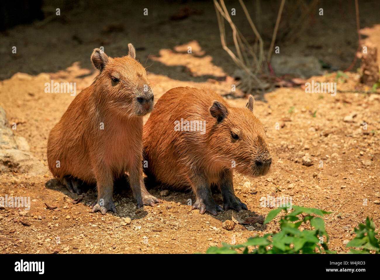 Two immature Capybaras, Hydrochoerus hydrochaeris;, sun themselves at the Chiang Mai Zoo in Northern Thailand. Stock Photo