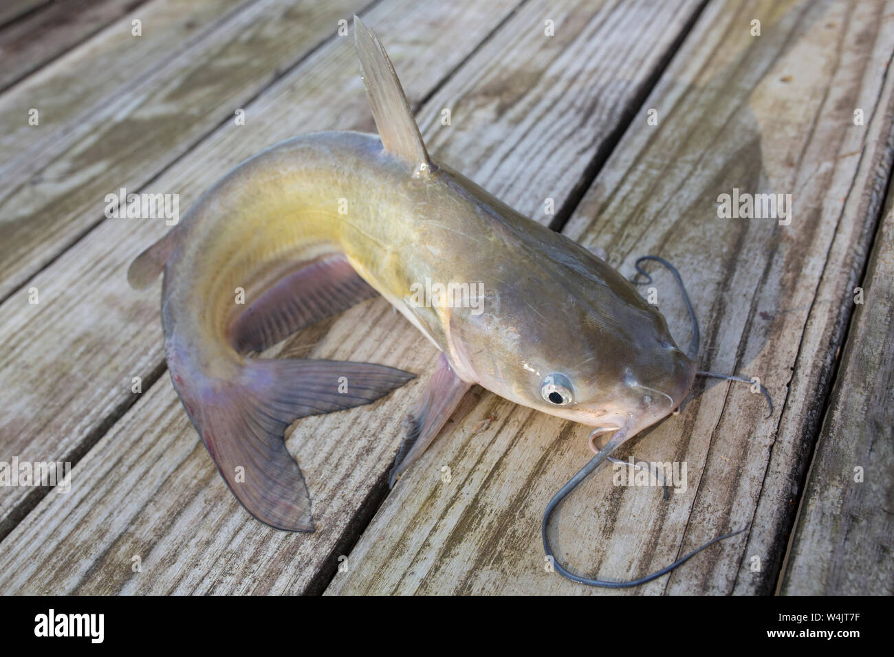 Cat fishing louisiana hi-res stock photography and images - Alamy