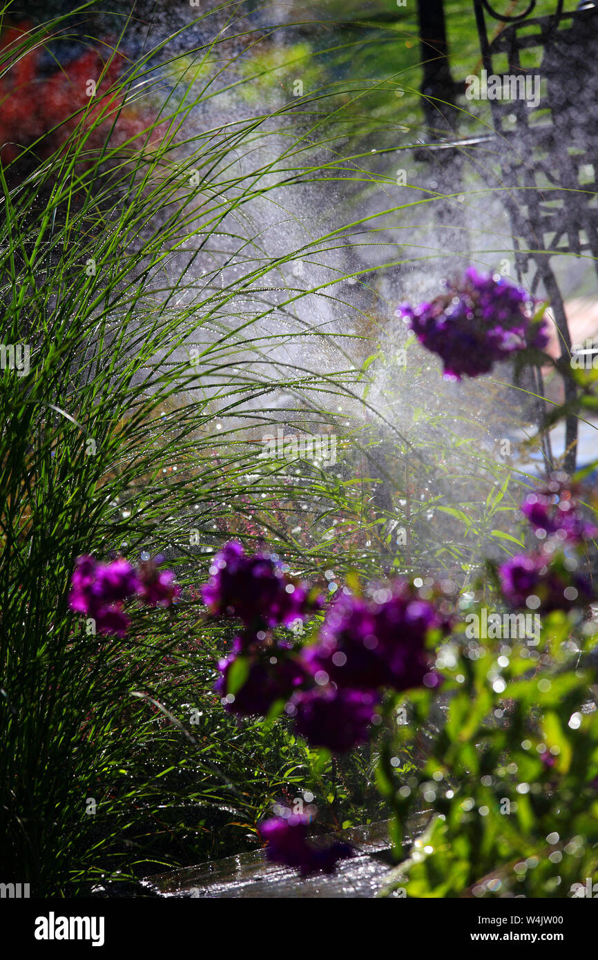 Purple mist flowers hi-res stock photography and images - Alamy