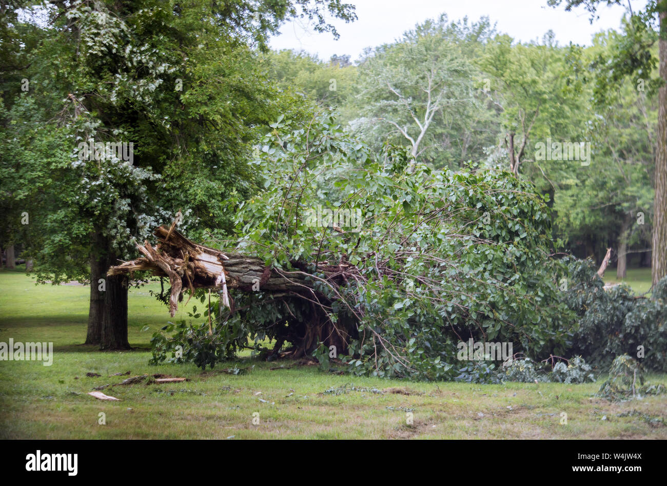 Tree after hurricane a strong storm went through fallen tree Stock ...