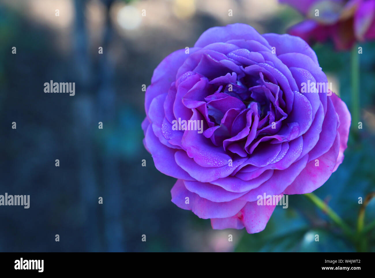 Bloom time hires stock photography and images Alamy