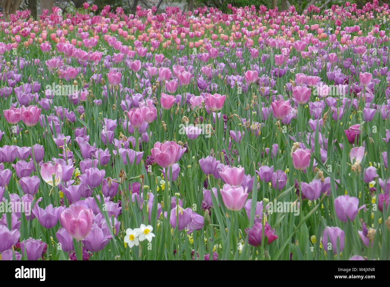Purple Tulips Field In Dallas Arboretum And Botanical Garden Stock